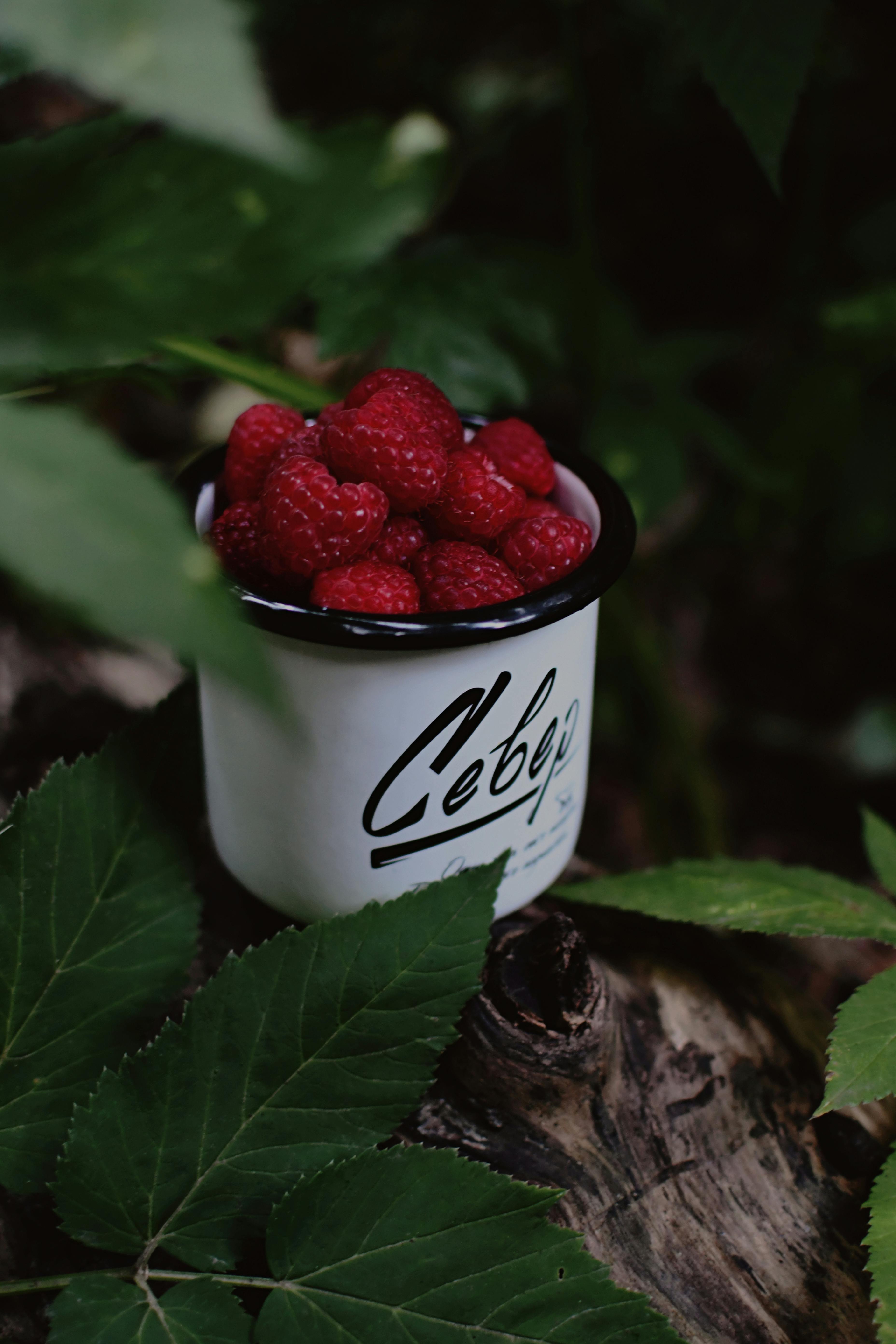 A close-up of fresh raspberries in a white enamel mug amidst green leaves, creating a vibrant nature scene.