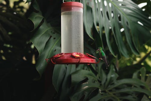 A hummingbird is sitting on a feeder in the jungle