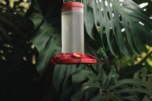 A vibrant hummingbird feeds at a red nectar feeder in a lush tropical rainforest.