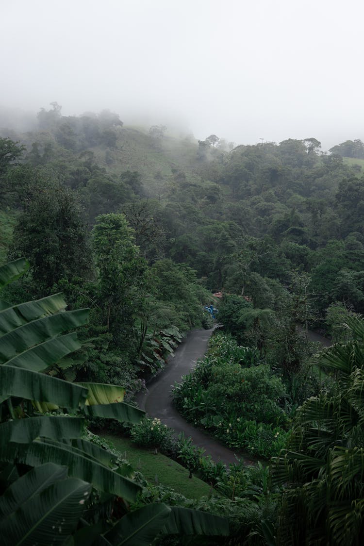 Deep, Green Forest