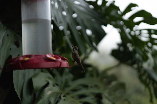 A hummingbird hovers at a feeder amidst tropical leaves, creating a serene nature scene.