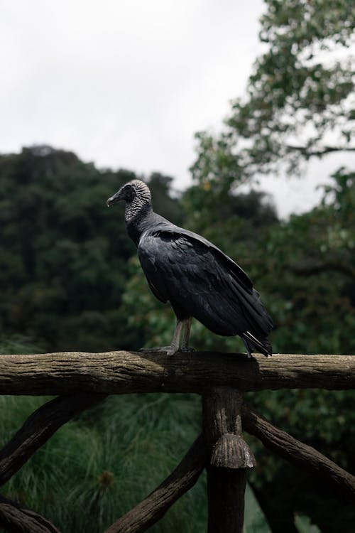 A bird is perched on a wooden fence