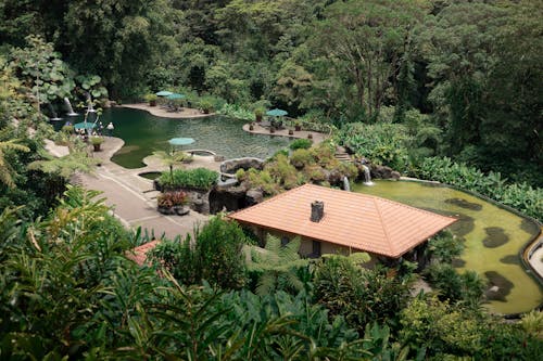 A pool surrounded by lush green trees and a small house