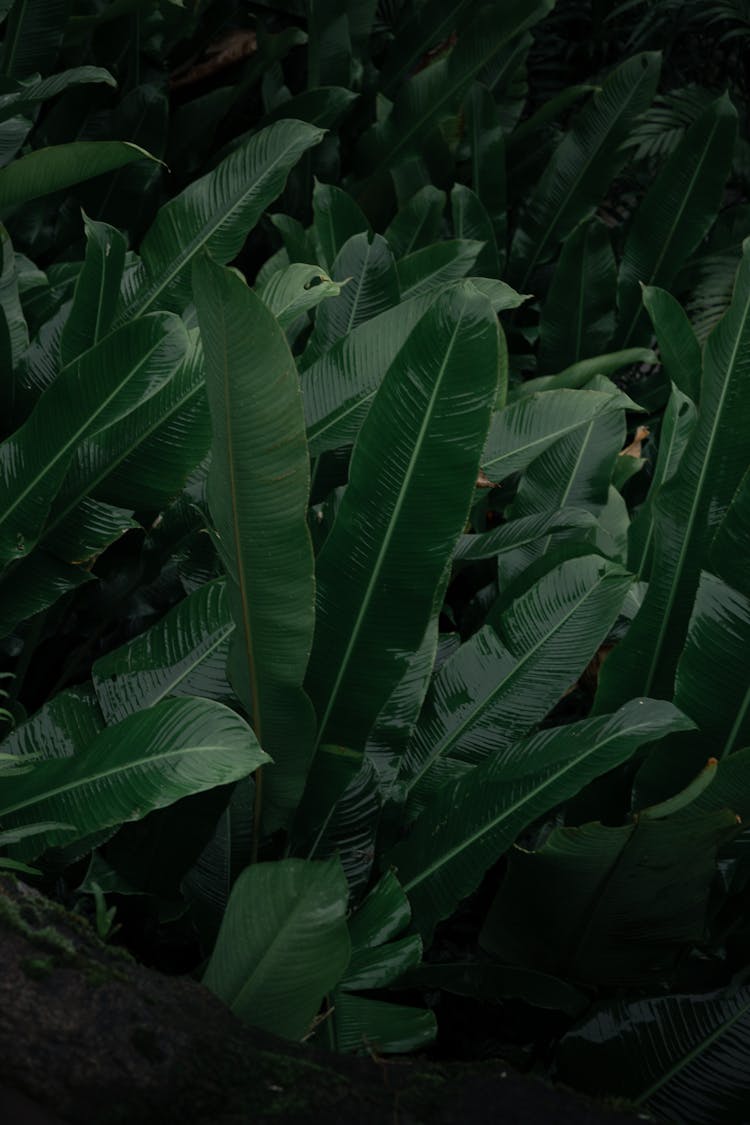 A Close Up Of A Green Plant With Leaves