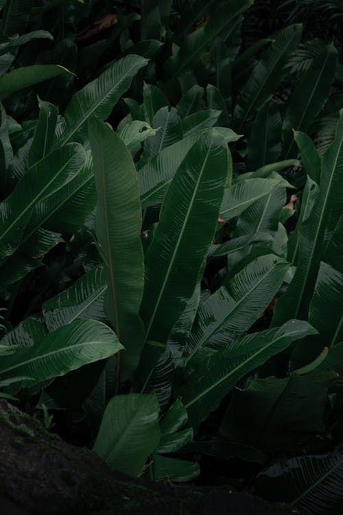 Free A close up of a green plant with leaves Stock Photo