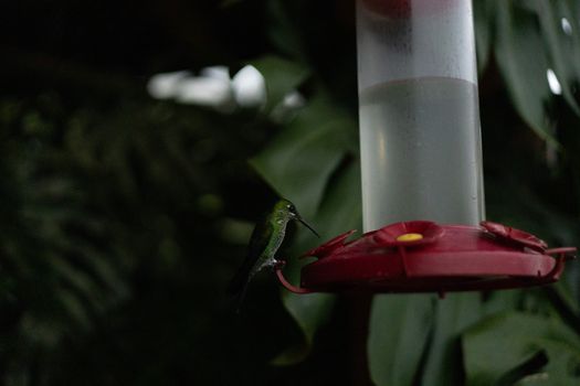A hummingbird is sitting on a feeder