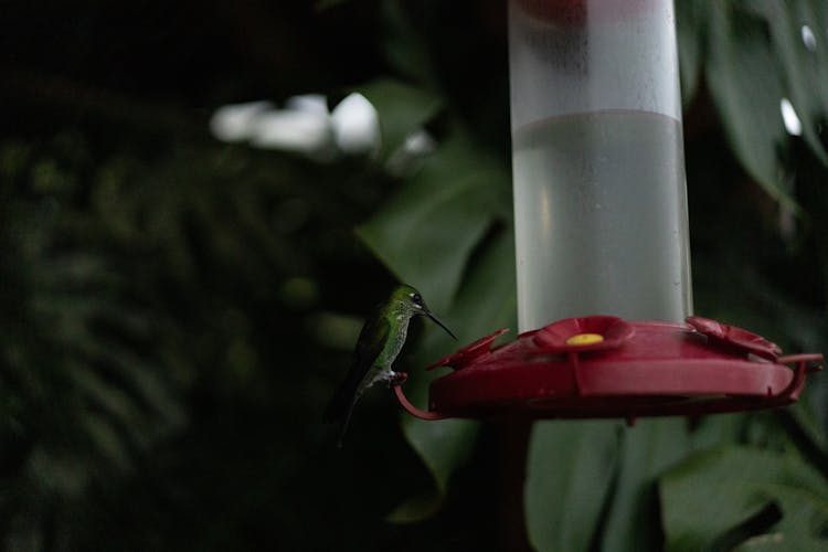 A Hummingbird Is Sitting On A Feeder