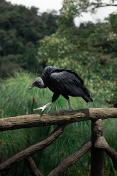 Black vulture resting on wooden railing in lush Costa Rican forest.