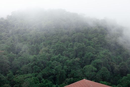 A view of a forested area with a house in the distance