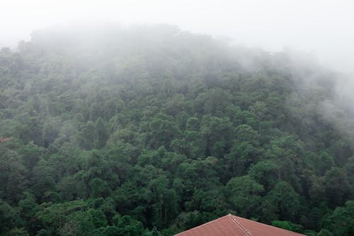 Free A view of a forested area with a house in the distance Stock Photo