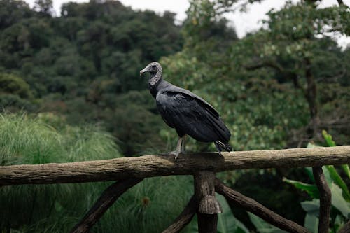 A bird perched on a wooden fence in the jungle