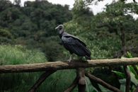 A black vulture stands on a wooden railing amidst lush rainforest greenery.