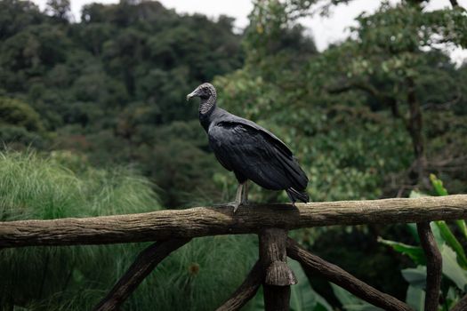 A bird perched on a wooden fence in the jungle