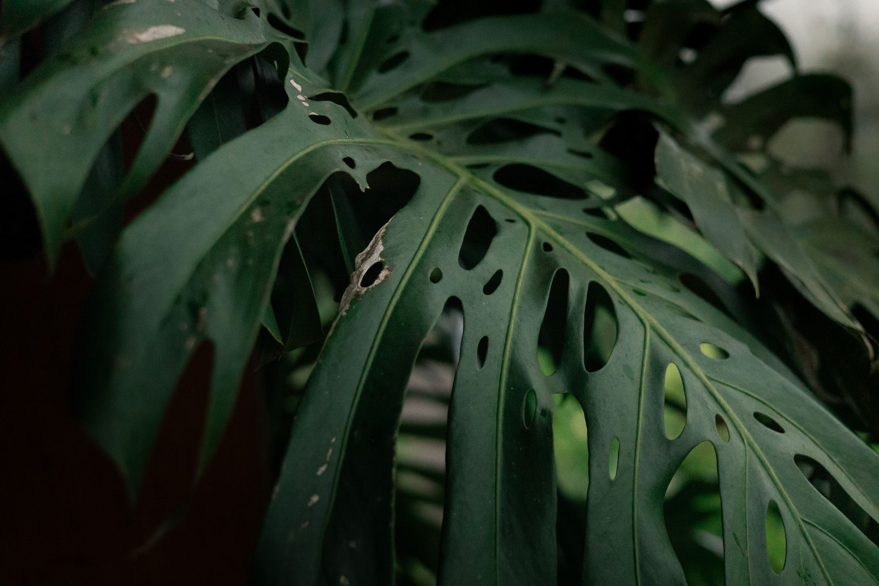 Monstera Deliciosa