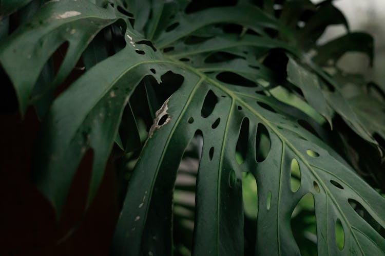 Green Monstera Leaf