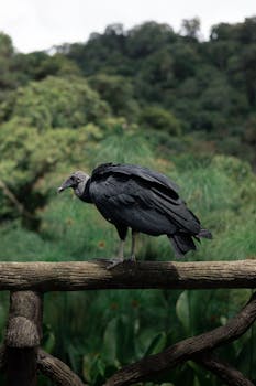 Black vulture resting on a fence amid lush green forest backdrop.