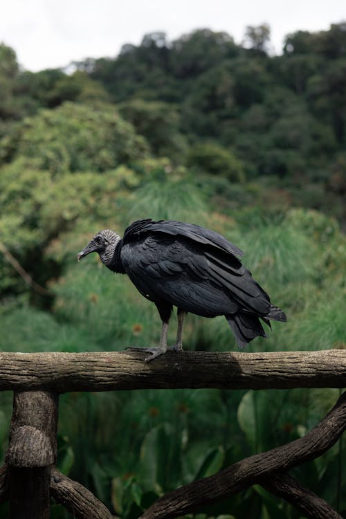 Free A bird perched on a wooden fence Stock Photo