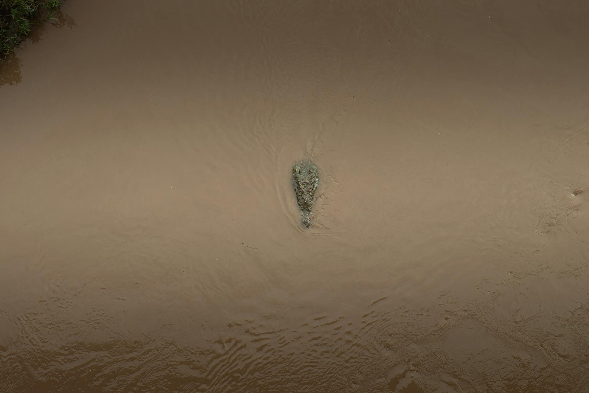 Drone shot capturing a crocodile swimming in turbid river water, showcasing wildlife in nature.