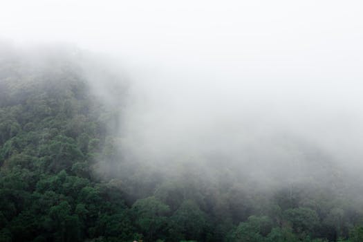 Lush green rainforest shrouded in fog, creating a serene and mysterious atmosphere.