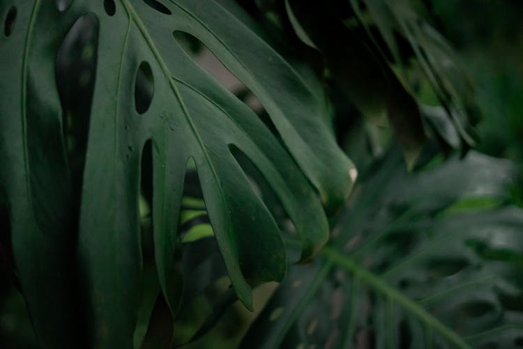 Big, Green Leaves Of Plant