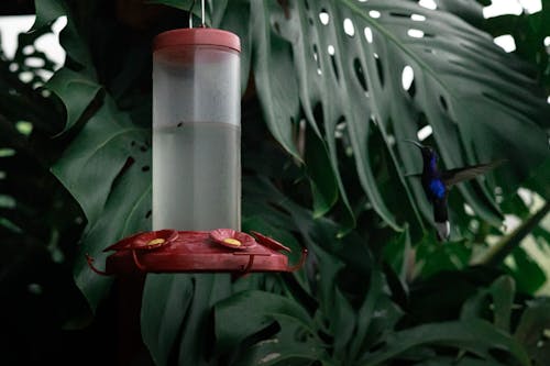 A hummingbird is flying around a feeder
