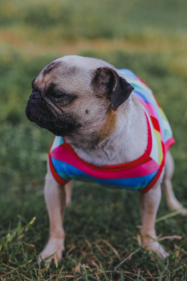 French Bulldog In Dog Jacket