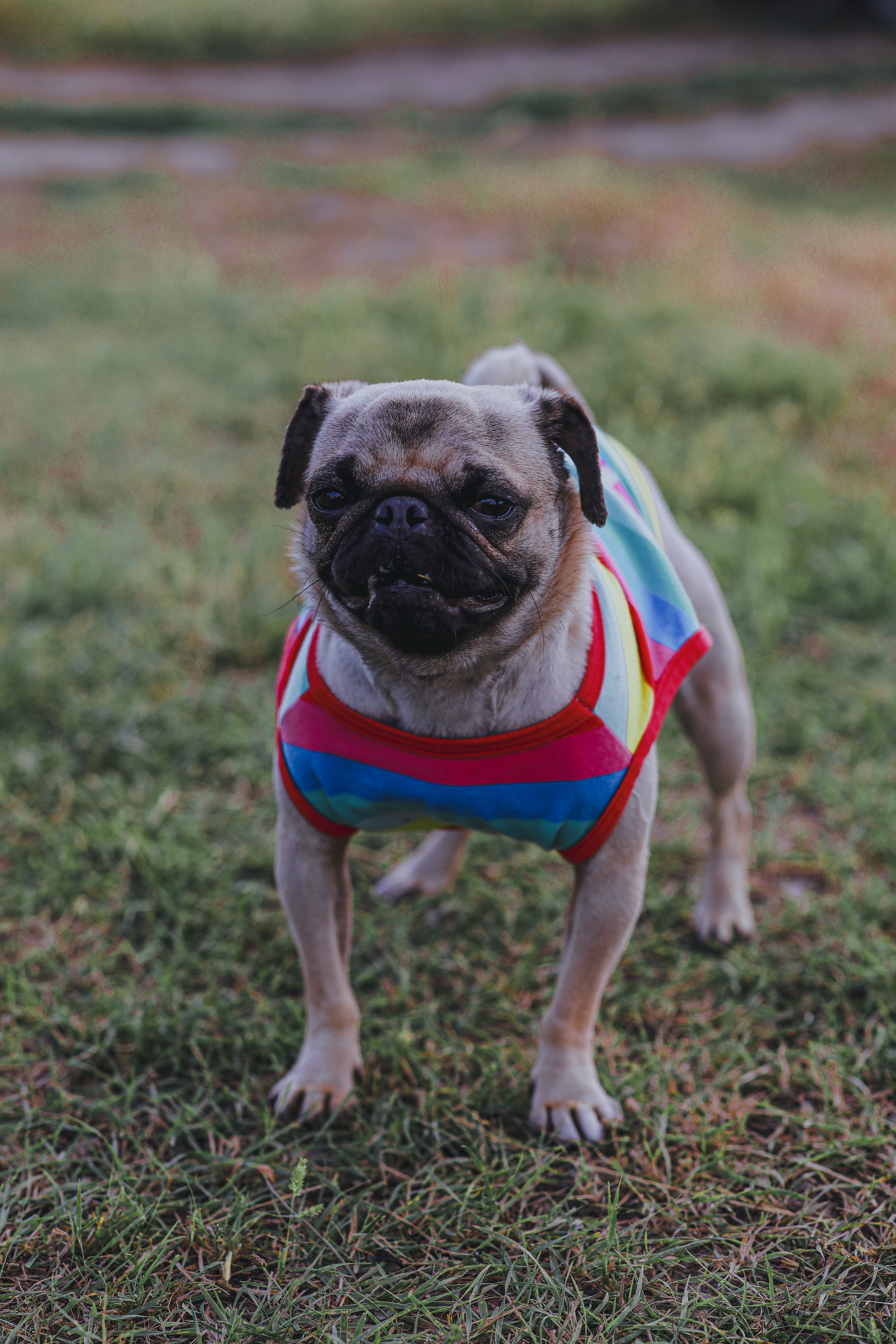 Portrait of Pug in Costume · Free Stock Photo