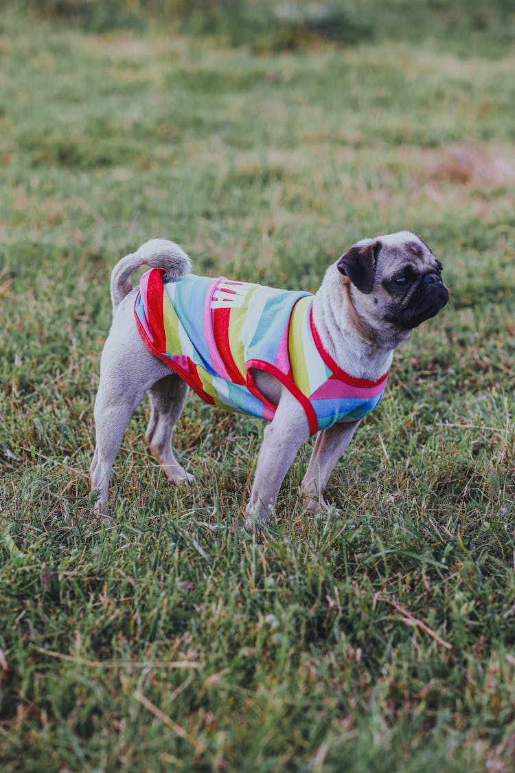 Pug In Costume