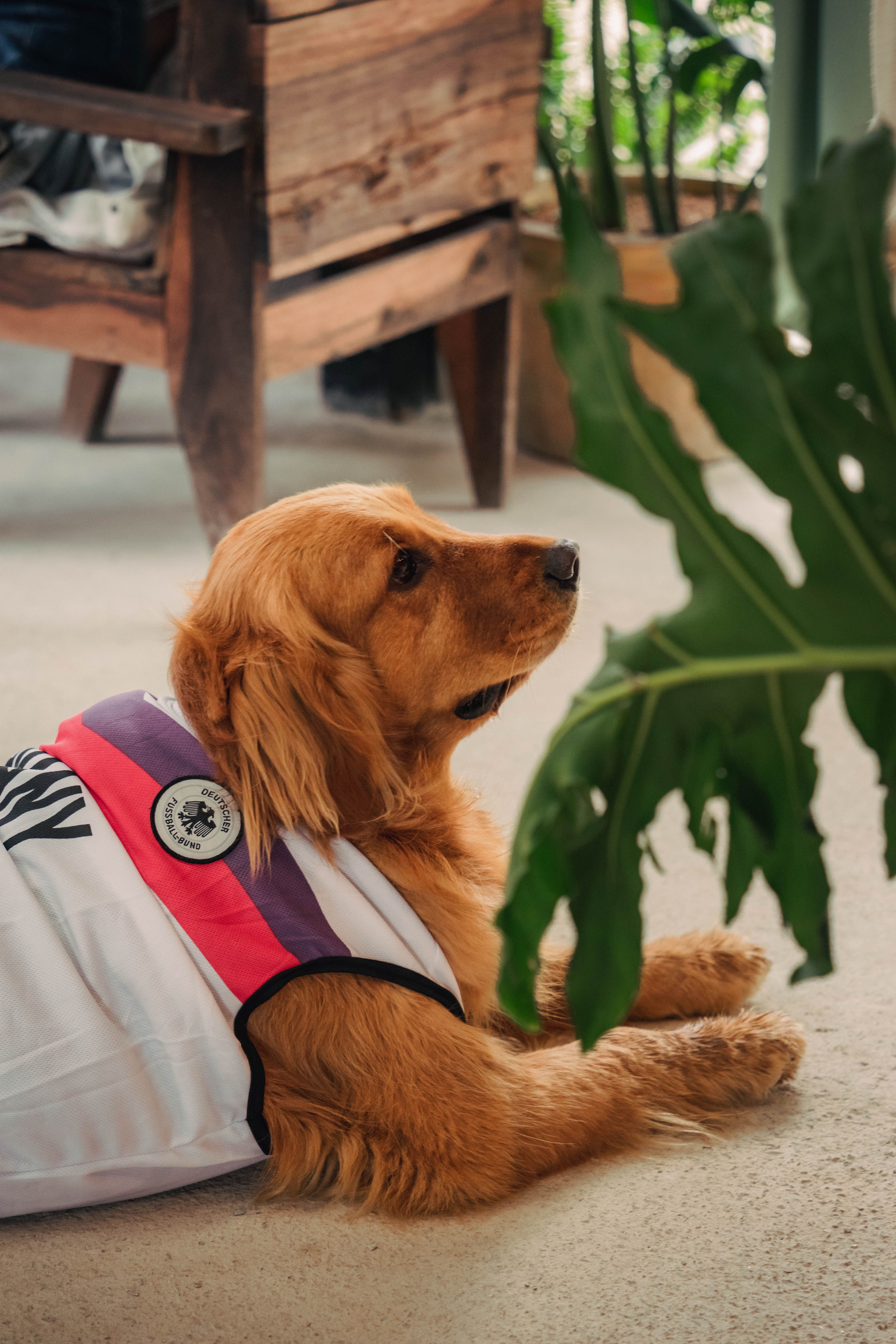 hemangiosarcoma warning signs
