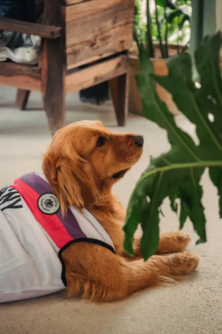 hemangiosarcoma warning signs