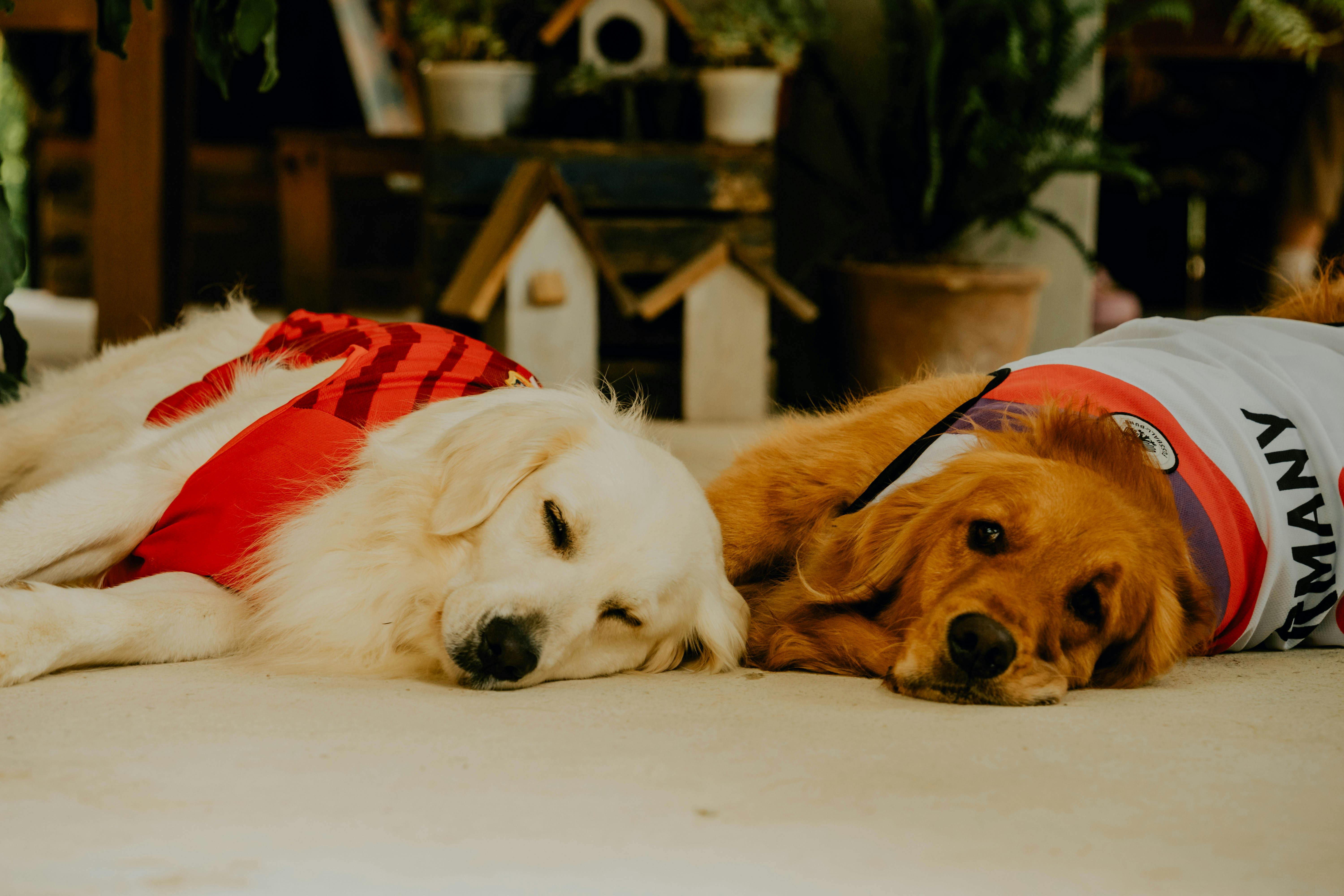 pet insurance pet finance and insurance — Photo by Red Nguyen on Pexels