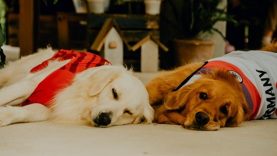 Single-Coated Dog Breeds and Why They Suit Allergies