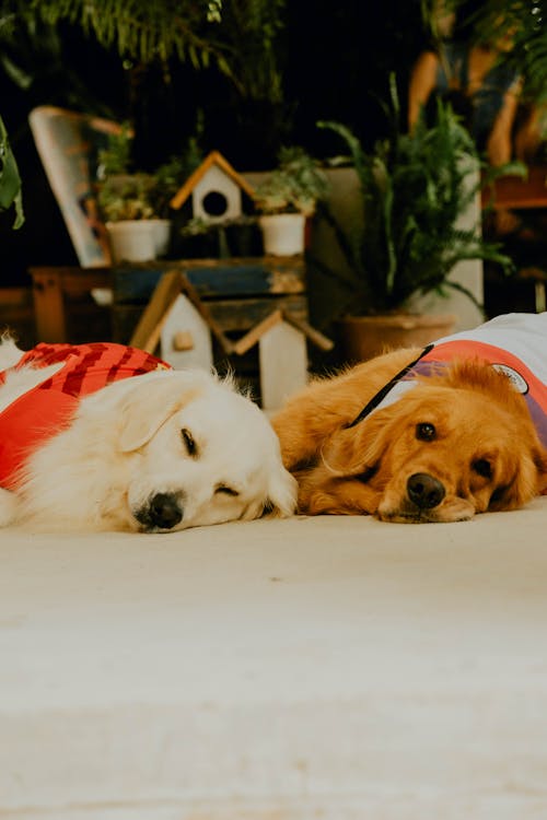 Fotobanka s bezplatnými fotkami na tému domáce zvieratá, klamanie, labrador-retriever