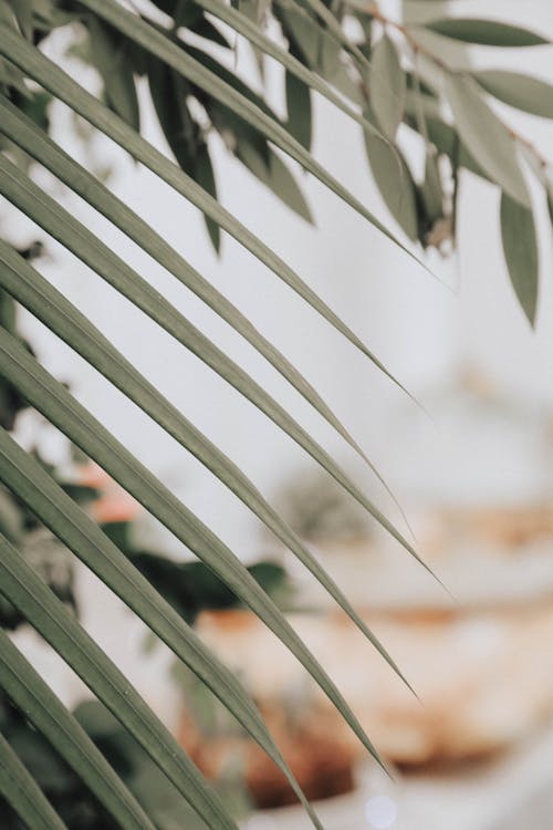 Green Leafed Tree