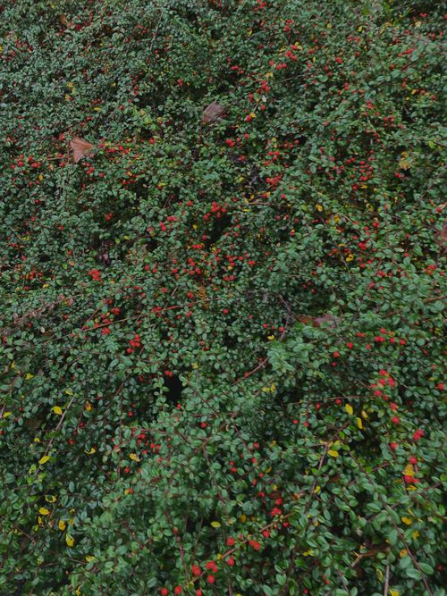 Free Dense greenery of a bush with vibrant red berries, showcasing natural abundance. Stock Photo