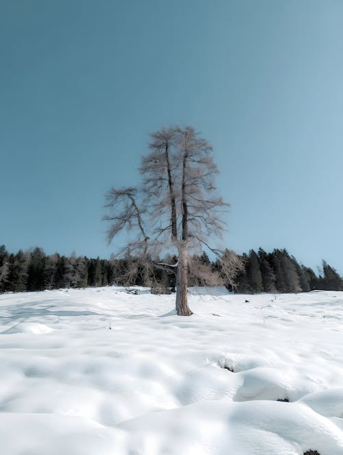 Foto profissional grátis de árvore, descoberto, floresta