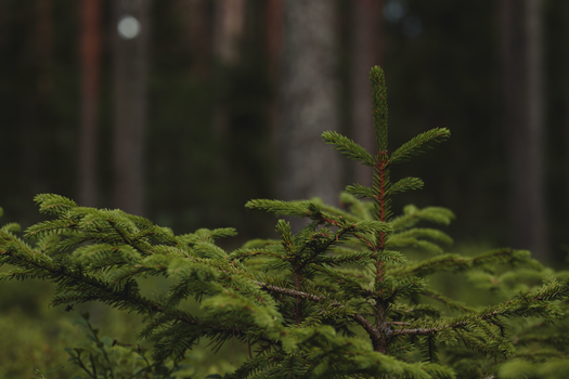 Detailed view of lush green spruce branches in an atmospheric forest setting.