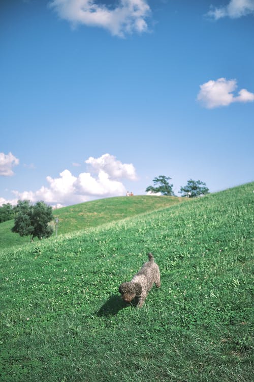 Photo of a Small Gray Dog Walking on a Green Hill
