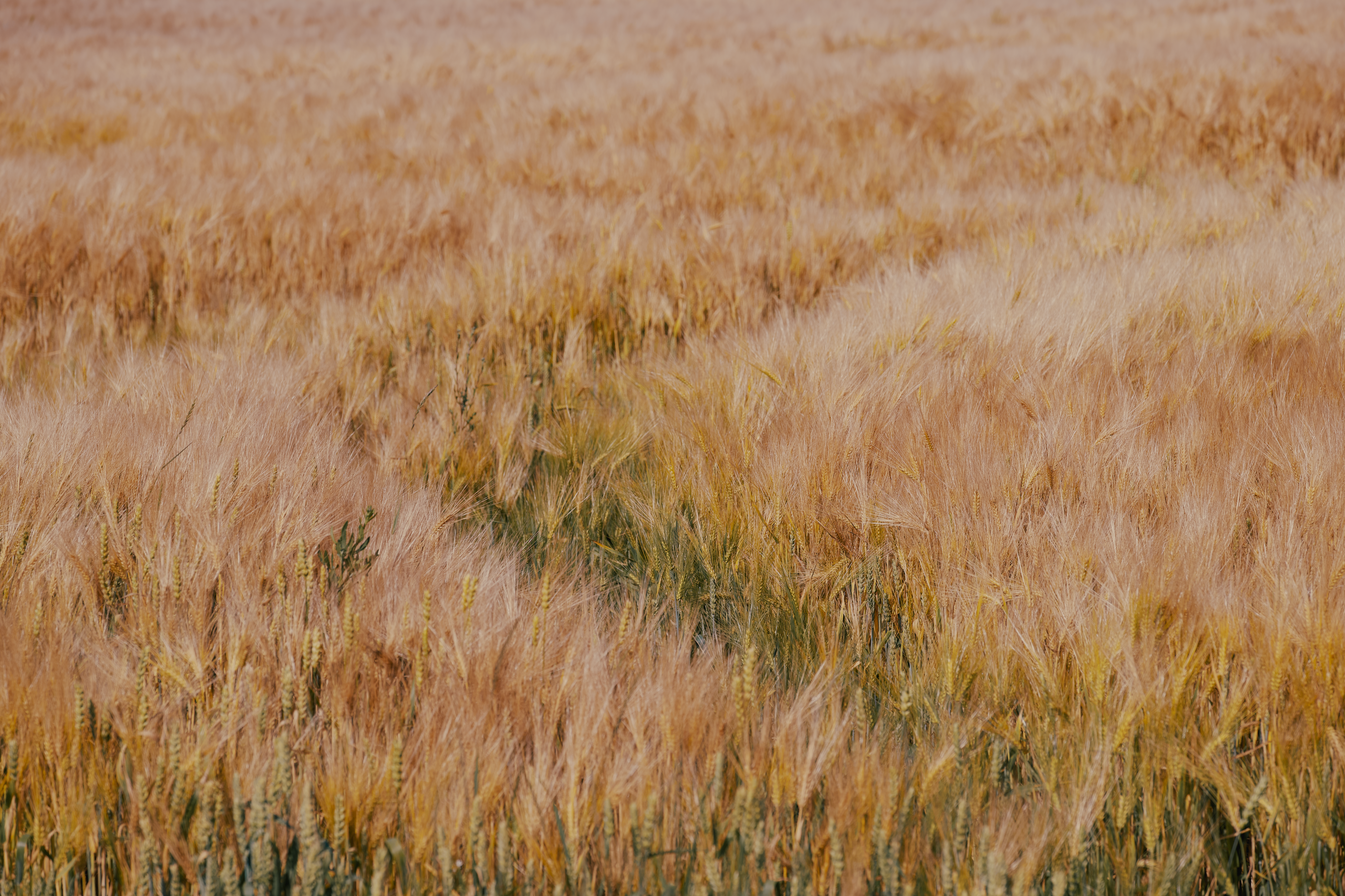 Wheat Prices Surge 35% in 2026: What This Means for Global Food Securi — finance and investment — gold price — 2026