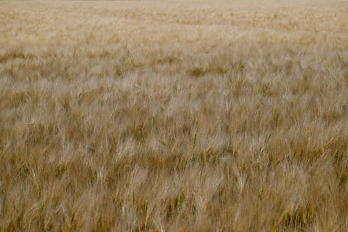 Foto d'estoc gratuïta de agricultura, camp, groc