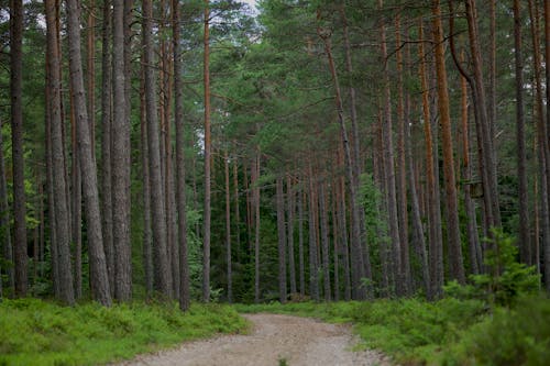View of a Pathway in a Coniferous Forest