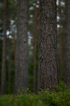 Close-up of pine tree trunks in serene evergreen forest with blurred background.