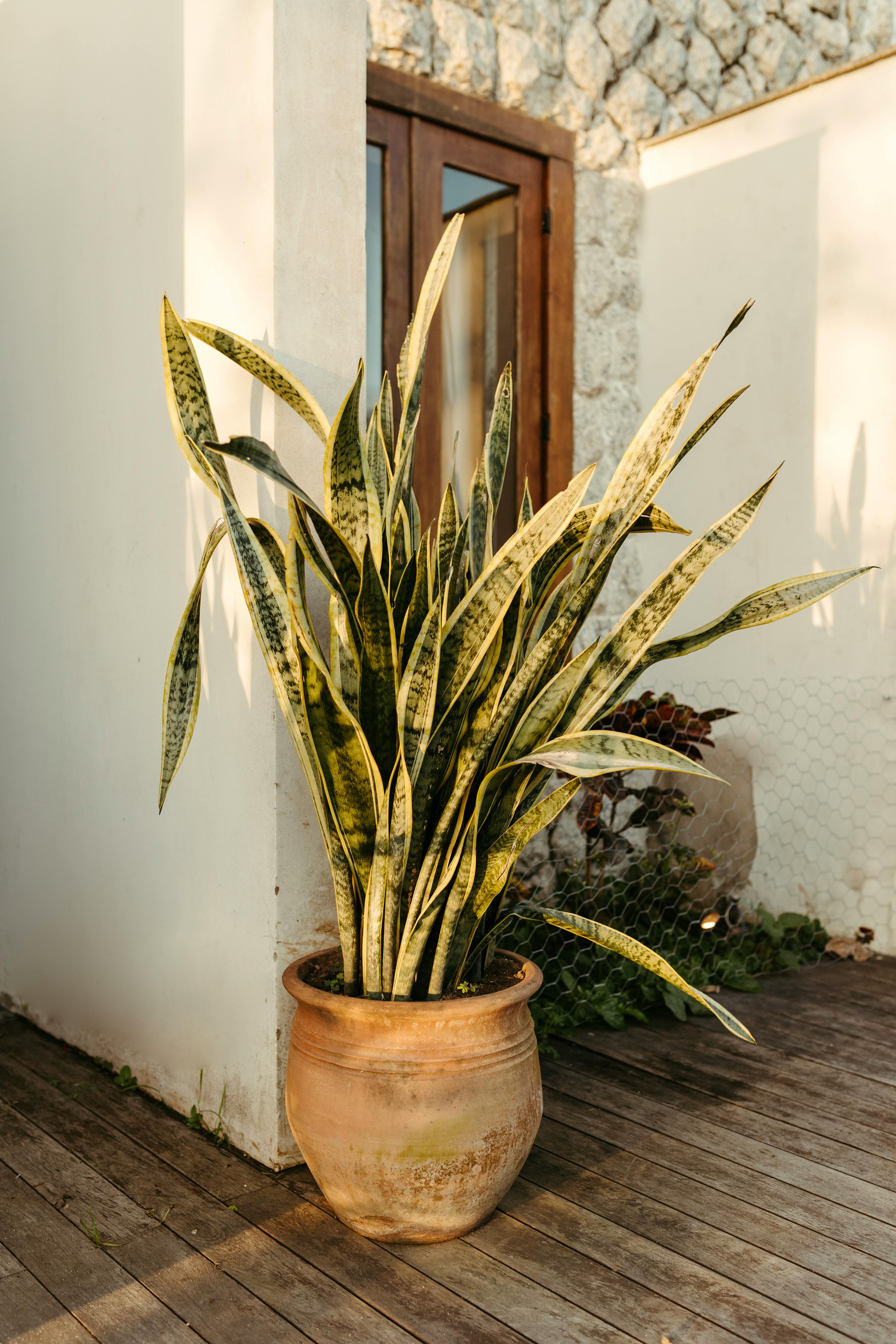 Sansevieria Photos, Download The BEST Free Sansevieria Stock Photos ...