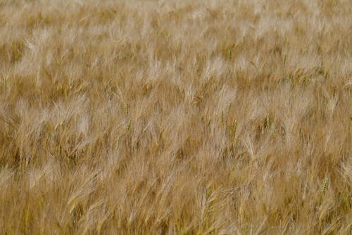 Free View of a Crop with Cereal Ready for Harvest  Stock Photo