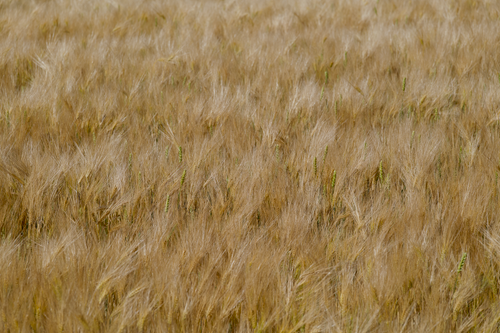 Free Close-up view of a golden barley field in summer, showcasing the crop's texture. Stock Photo