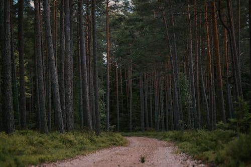 Dirt Road in Forest