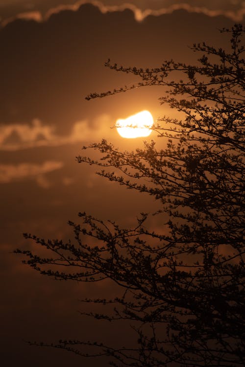 คลังภาพถ่ายฟรี ของ ก้าน, ซิลูเอตต์, ดวงอาทิตย์