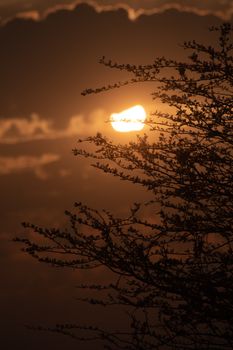 A serene silhouette of a tree with a golden sunset backdrop creating a tranquil mood.