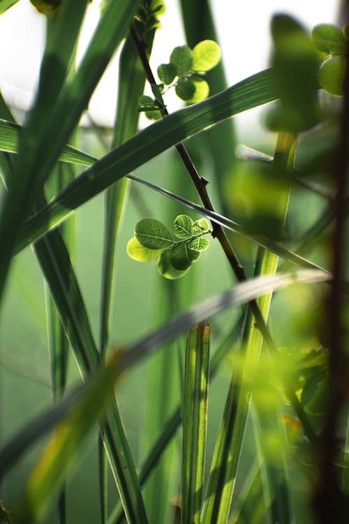 Gratis stockfoto met bladeren, fabrieken, gras