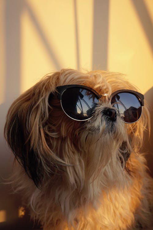 dikey atış, Evcil Hayvan, Güneş gözlüğü içeren Ücretsiz stok fotoğraf